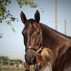 Oldenborg Horsebjergs galanto