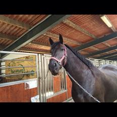 Barockpferd Zafir af Kashede