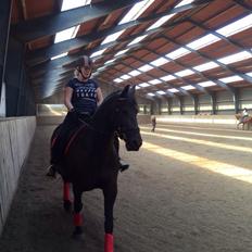 Barockpferd Zafir af Kashede