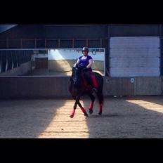 Barockpferd Zafir af Kashede