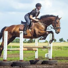 Irsk Sportshest Captain jack sparrow