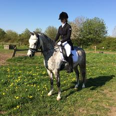 Welsh Pony (sec B) Kirkelodgaard's Milan