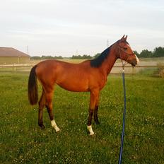 Dansk Varmblod Leona lewis 