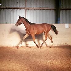 Dansk Varmblod Leona lewis 