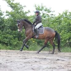 Hannoveraner Cabajera