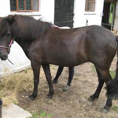 Islænder Gletta fra Puglund