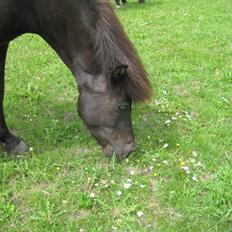 Islænder Gletta fra Puglund