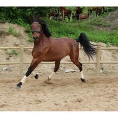 Oldenborg Millers mickey