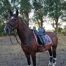 Hollandsk Varmblod Ayah (solgt)