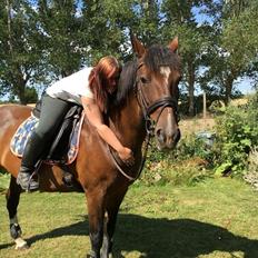 Hollandsk Varmblod Ayah (solgt)