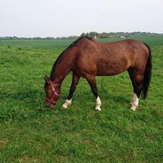 Hollandsk Varmblod Ayah (solgt)