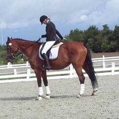 Dansk Varmblod Nygårds Brown Sugar *Himmelhest*