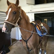 Tysk Sportspony Valentino