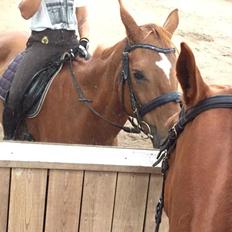 Dansk Varmblod Weltstern