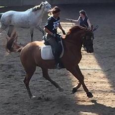 Dansk Varmblod Weltstern