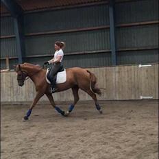 Dansk Varmblod Weltstern