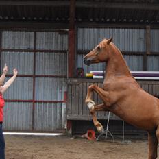 Anden særlig race Moon Fighter
