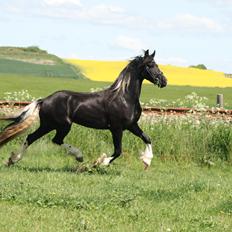 Barockpinto Freikje Fan Stald Barok 1. pr. CHAMPION 2013