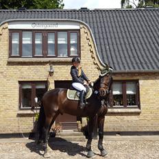 Tysk Oldenburger Tsandro song