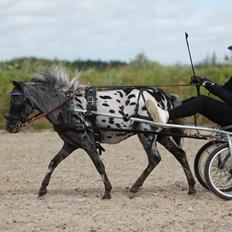 Knabstrupper Kragheredens Jaming Blue Boy