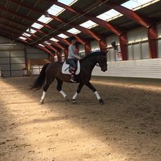 Hollandsk Varmblod Padyarda