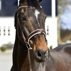 Hollandsk Varmblod Padyarda