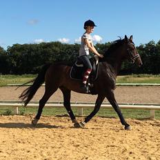 Hollandsk Varmblod Padyarda