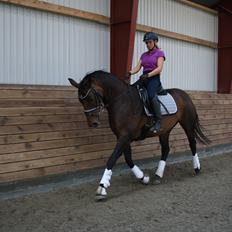 Dansk Varmblod Challenger *Tidligere hest*