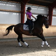 Dansk Varmblod Challenger *Tidligere hest*