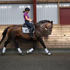 Dansk Varmblod Challenger *Tidligere hest*