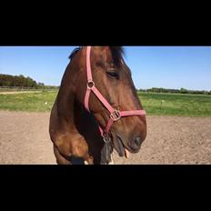 Oldenborg Bakkegaardens Jacki