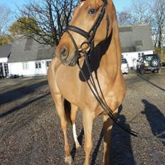 Dansk Varmblod Don Quijote Aka. Q (tidligere lånehest)