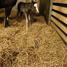 Welsh Partbred (Sec F) Møllersminde's galant