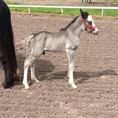 Welsh Partbred (Sec F) Møllersminde's galant