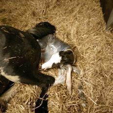 Welsh Partbred (Sec F) Møllersminde's galant