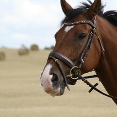 Dansk Varmblod Lotus royal