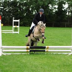 Fjordhest Romoses komma karizma