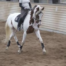 Pinto Something speciel