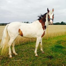 Pinto Something speciel