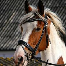 Pinto Something speciel