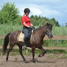 Islænder Lukka fra Ny Lergaard