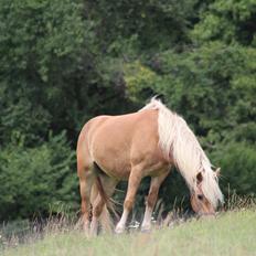 Tyroler Haflinger Astilbe