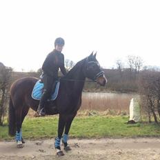 Anden særlig race Newclear p. (Himmelhest)