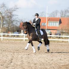 Welsh Cob (sec D) Avonvalley Lara-Croft