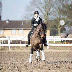 Welsh Cob (sec D) Avonvalley Lara-Croft