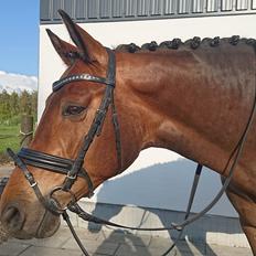 Tysk Varmblod Celina Von Harknarg ( Cille )
