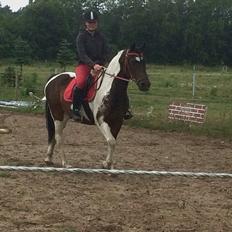 Anden særlig race Lotte RIP Min smukke pige