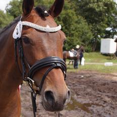 DSP Nagengaards lady madonna