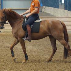 Dansk Varmblod Daner fair-way