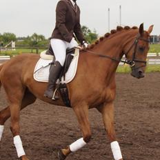 Dansk Varmblod Daner fair-way